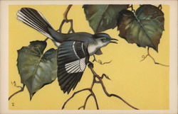 Mockingbird Birds Postcard Postcard Postcard