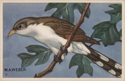 Yellow-Billed Cuckoo Yellow-Billed Cuckoo