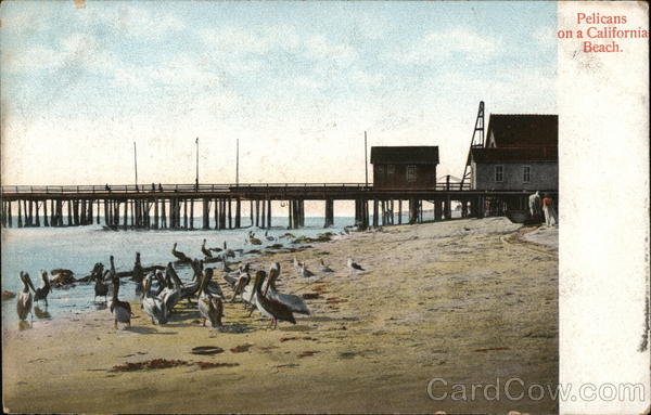 Pelicans on a California Beach Birds