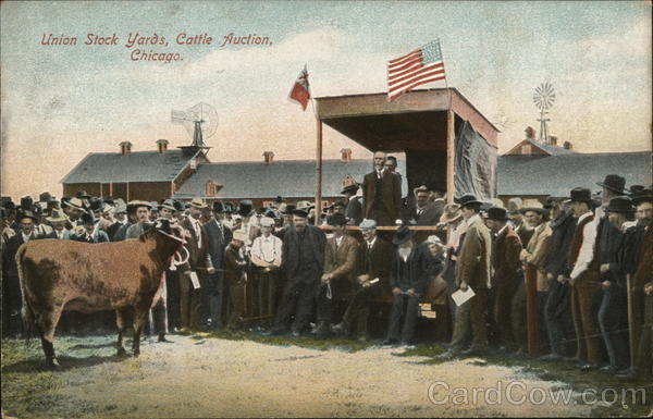 Union Stock Yards, Cattle Auction Chicago Illinois