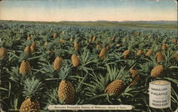 Hawaiian Pineapple, District of Wahiawa, Island of Oahu Farming Postcard Postcard Postcard