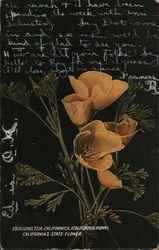 Eschscholtzia Californica (California Poppy), California's State Flower Postcard