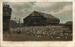 A California Pigeon Farm A California Pigeon Farm