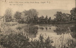 Water Lilly Cove in teh Mill Pond Water Lilly Cove in teh Mill Pond