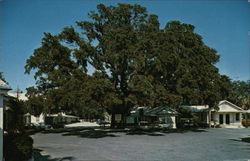 Palms Motor Inn Restaurant and Pancake House St. Augustine, FL Postcard Postcard Postcard