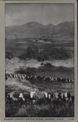 Madera County Cattle Scene California Postcard Postcard Postcard