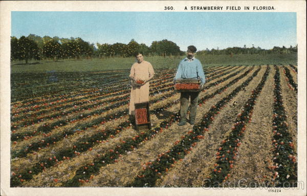 Strawberry Field Florida