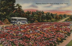 Highway Scene With Beds of Roses Tyler, TX Postcard Postcard Postcard