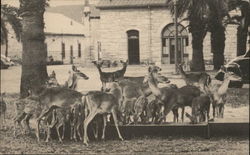 Tame Deer at the Quadrangle, Fort Sam Houston San Antonio, TX Postcard Postcard Postcard