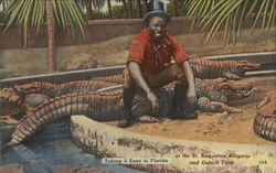 Take it Easy in Florida at the St. Augustine Alligator and Ostrich Farm Postcard Postcard Postcard