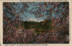 Mr. Cashmere, from Cashmere, Wash.,in the Famous Wenatchee Valley Postcard