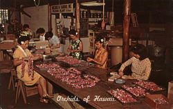 Orchids of Hawaii Postcard