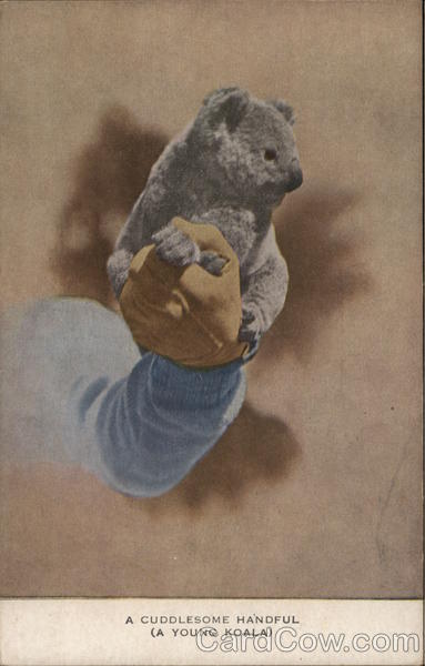 A Cuddlesome Handful (A Young Koala)