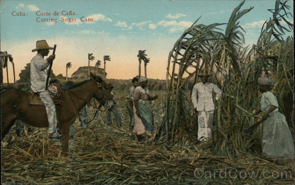 Cutting Sugar Cane Cuba
