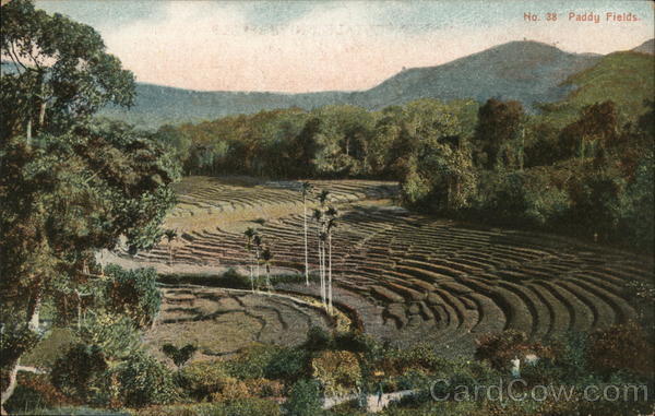 Paddy Fields Sri Lanka Southeast Asia
