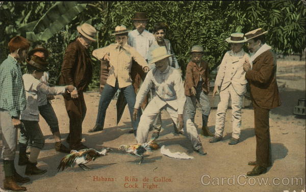 Rina de Gallos Havana Cuba