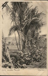 Waimea Valley Oahu, HI Postcard Postcard