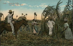 Cutting Sugar Cane Cuba Postcard Postcard