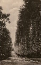 Beech Hedge Postcard