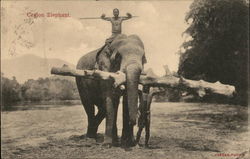 Elephant Carrying a Log Postcard