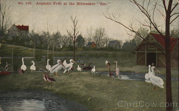 Acquatic Fowl at the Milwaukee Zoo Wisconsin