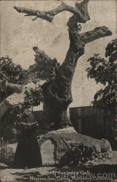Junipero Oak, Mission San Carlos Monterey California