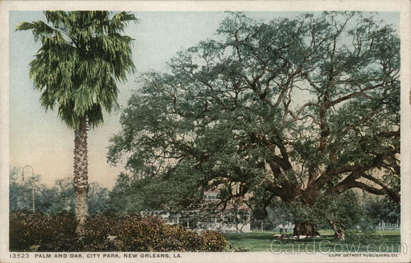 Palm and Oak, City Park New Orleans Louisiana