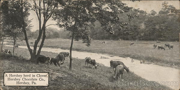 Hershey Chocolate Co. - Hershey Herd in Clover Pennsylvania