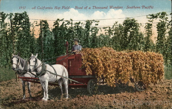 California Hop Field