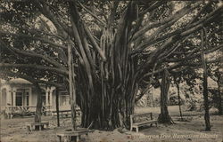 Banyan Tree Hawaii Postcard Postcard Postcard