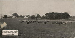 Hershey Chocolate Co. - Herd of Cows Pennsylvania Postcard Postcard Postcard