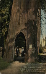Largest Cedar in the State of Washington Postcard