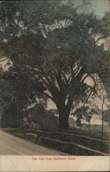 The Old Elm Postcard