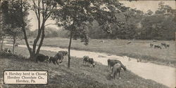 Hershey Chocolate Co. - Hershey Herd in Clover Pennsylvania Postcard Postcard Postcard