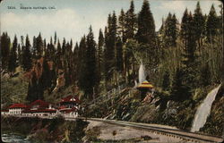 Shasta Springs, Cal. Postcard