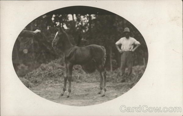 Young Colt Outdoors Near Hay Benton Harbor Michigan
