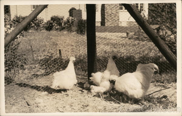 Chickens in a Yard Benton Harbor Michigan House of David