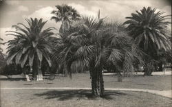 Palm Trees at Sunset Motel McAllen, TX House of David Postcard Postcard Postcard