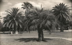 Palm Trees at Sunset Motel Postcard