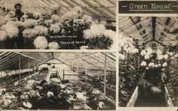 Three Green-House Photos, Including Chrysanthemums Postcard