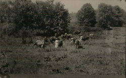 People in Field with Farm Animals Near Trees Postcard