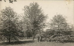 Trees in Field, Two People Standing in Distance Postcard