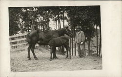 Man with Mare and Colt Near Trees Postcard
