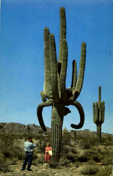 Desert Giants Cactus Cactus & Desert Plants