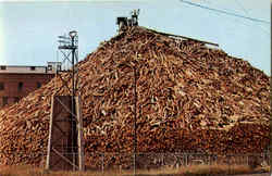 A Maine Woodpile Logging Postcard Postcard