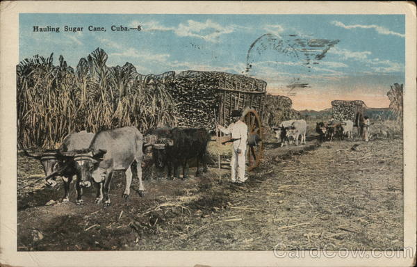 Hauling Sugar Cane Cuba