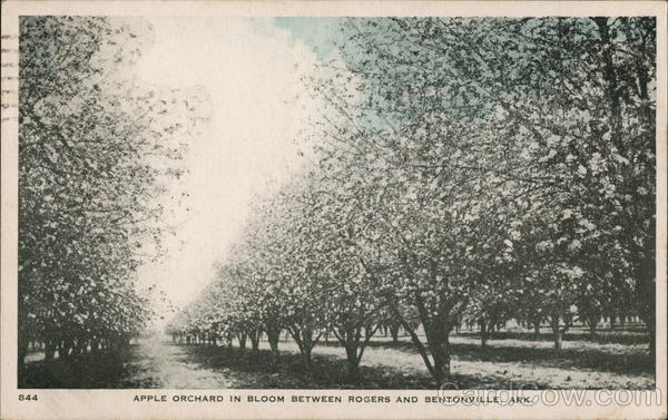 Apple Orchard in Bloom Between Rogers and Bentonville, Ark.