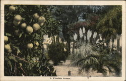 A Florida Scene Scenic, FL Postcard Postcard Postcard