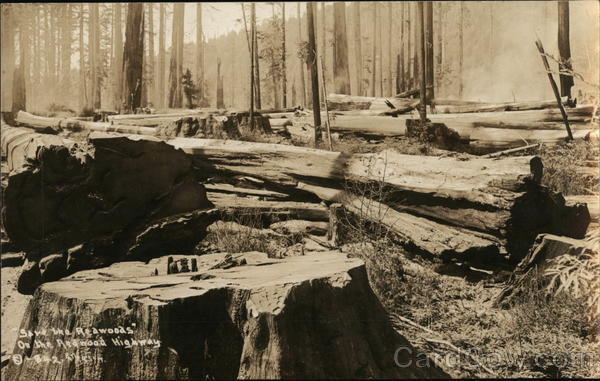 Save the Redwoods on the Redwood Highway Crescent City California