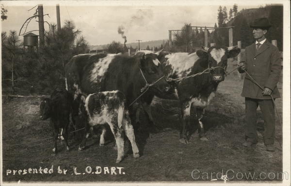 Cows of L.O. Dart Cows & Cattle